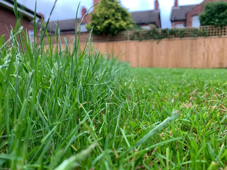 conseils de pro pour avoir une belle pelouse