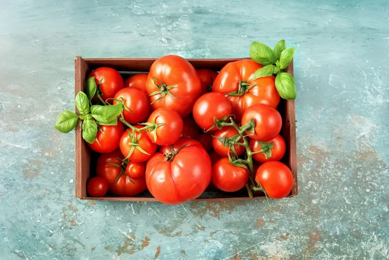 conserver les tomates à la maison