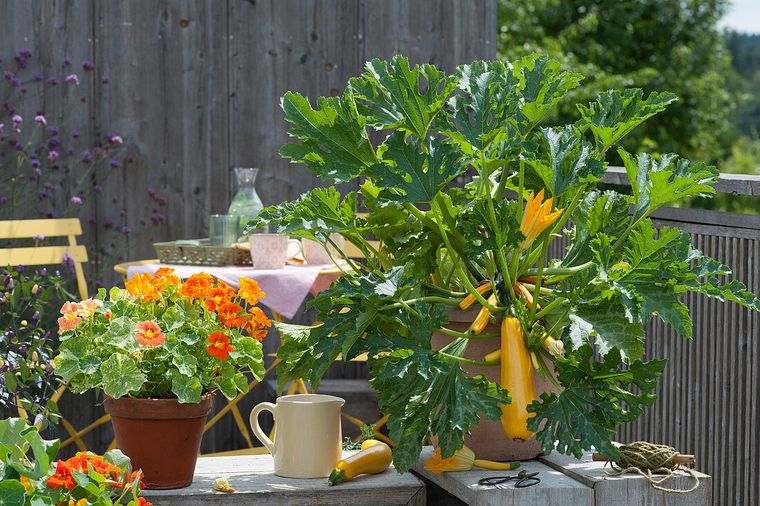 courgette en pot astuces de jardinage petit espace