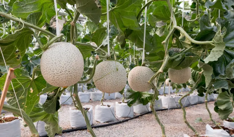 cultiver des fruits melons 