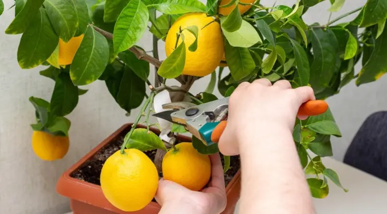 élgage de la plante citron comment faire entretien