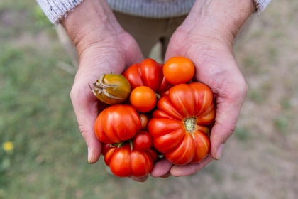 engrais organique pour les légumes