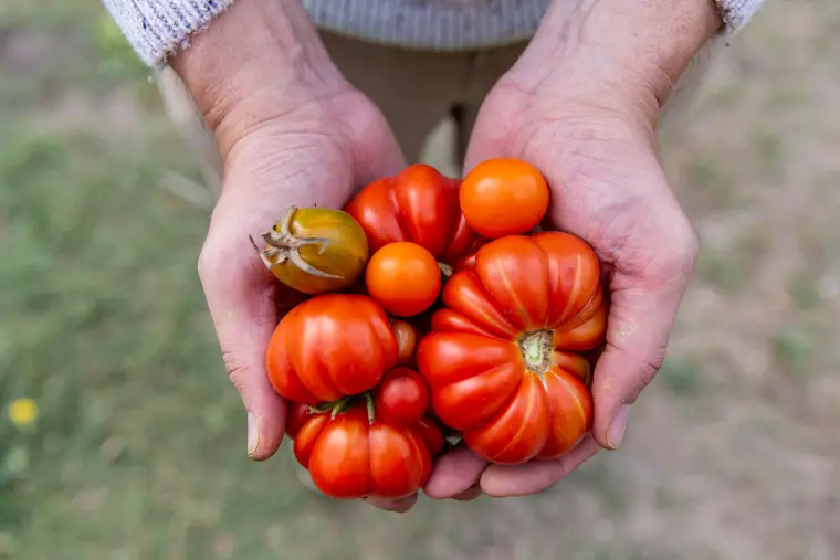 engrais organique pour les tomates