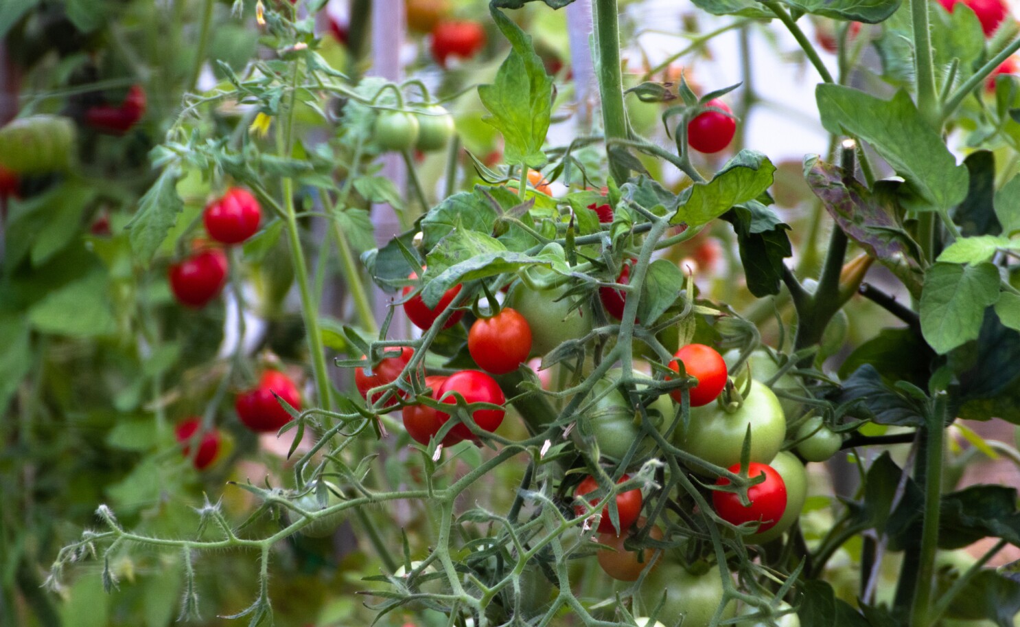 entretien des tomates en été juillet