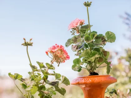 entretien géranium en pot