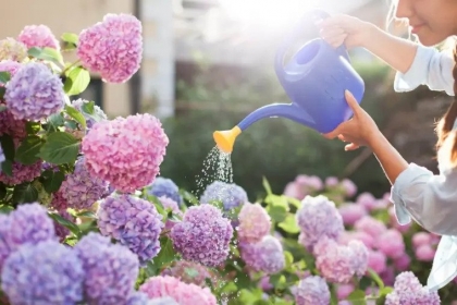 entretien hortensia exterieur jardin