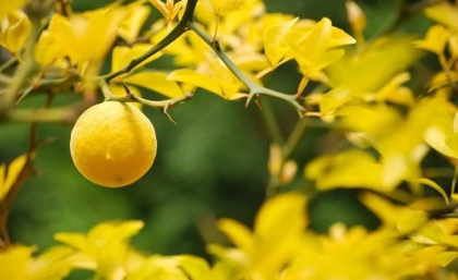 faut il tailler un citronnier
