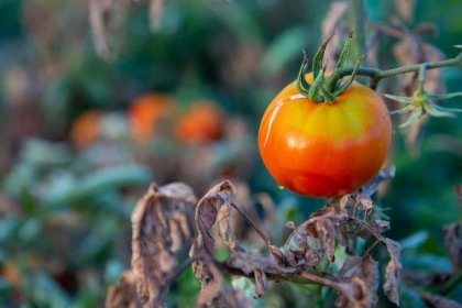 feuilles recroquevillées tomates vent fort