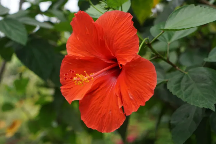 fleur dhibiscus belle rouge