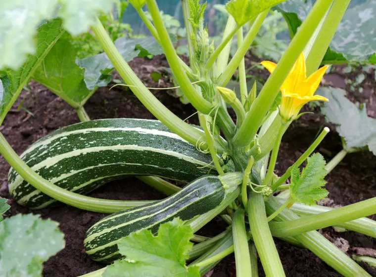 fleur plante legume jardin