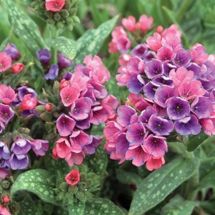 fleurs jardin variete floraison