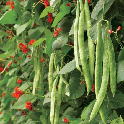 haricot d'espagne fleurs