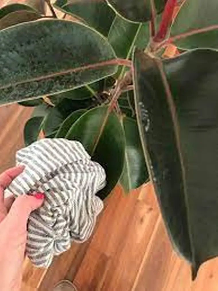 huile d'olive pour les plantes contre les insectes