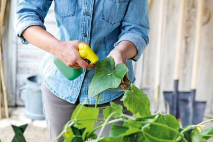 huile d’olive pour les plantes maison