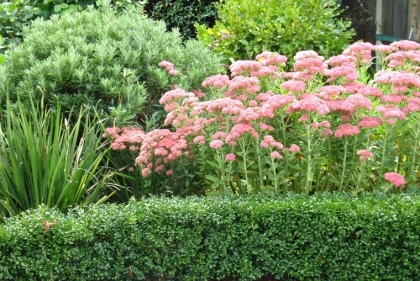 orpin des jardins déco extérieure