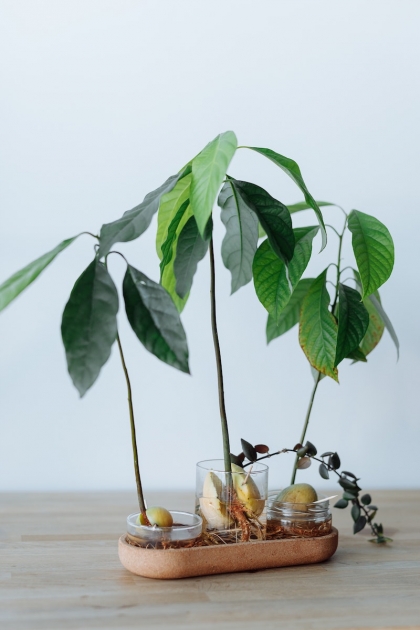 où placer l'avocat à la maison