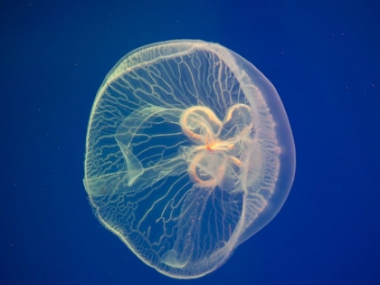 piqûre de méduse