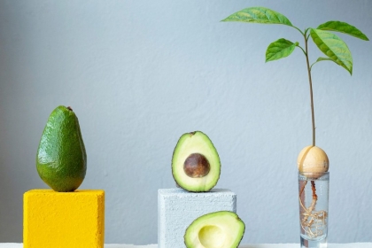 planter avocatier en pot