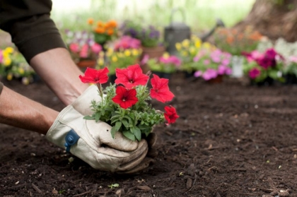 planter en juillet