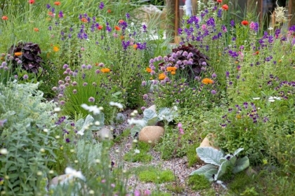 plantes vivaces fleuries toute année