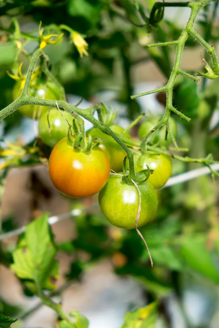 pourquoi les tomates ne rougissent pas astuces