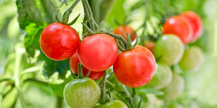 que faire si tomates vertes