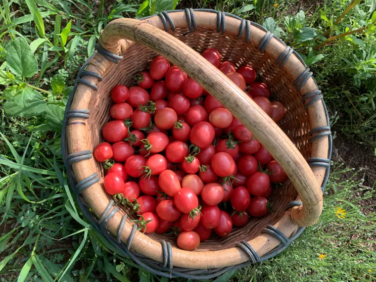 quel fertilisant pour les plantes dans le jardin tomates
