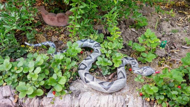 serpent faux corail jardin
