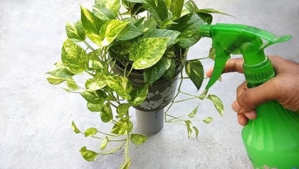 soin plantes jardin ete