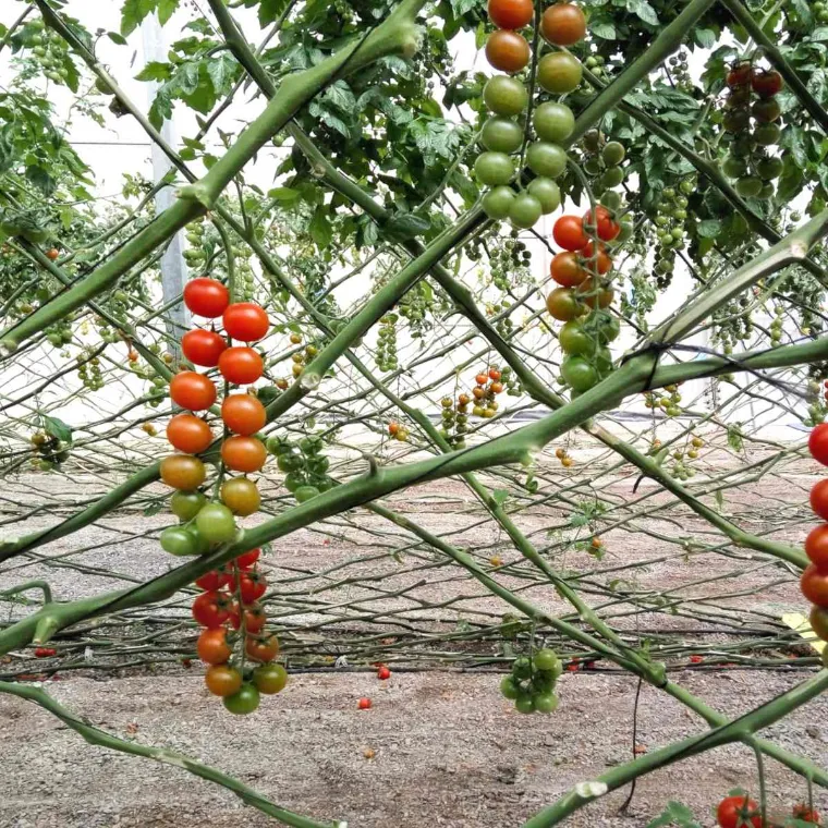 vignes tomates cerises comment protéger