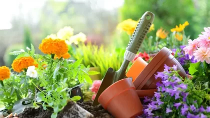 Plantes tolérantes à la chaleur