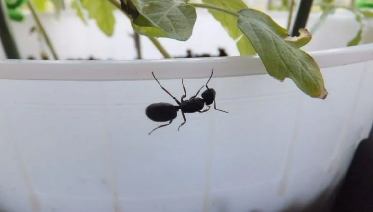 anti-fourmis naturel pots plantes