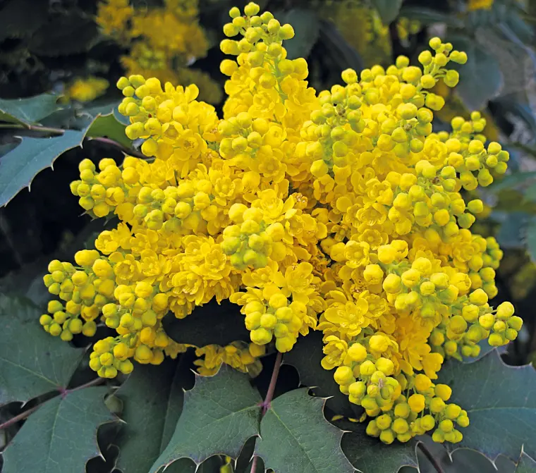 arbuste à fleurs jaunes 