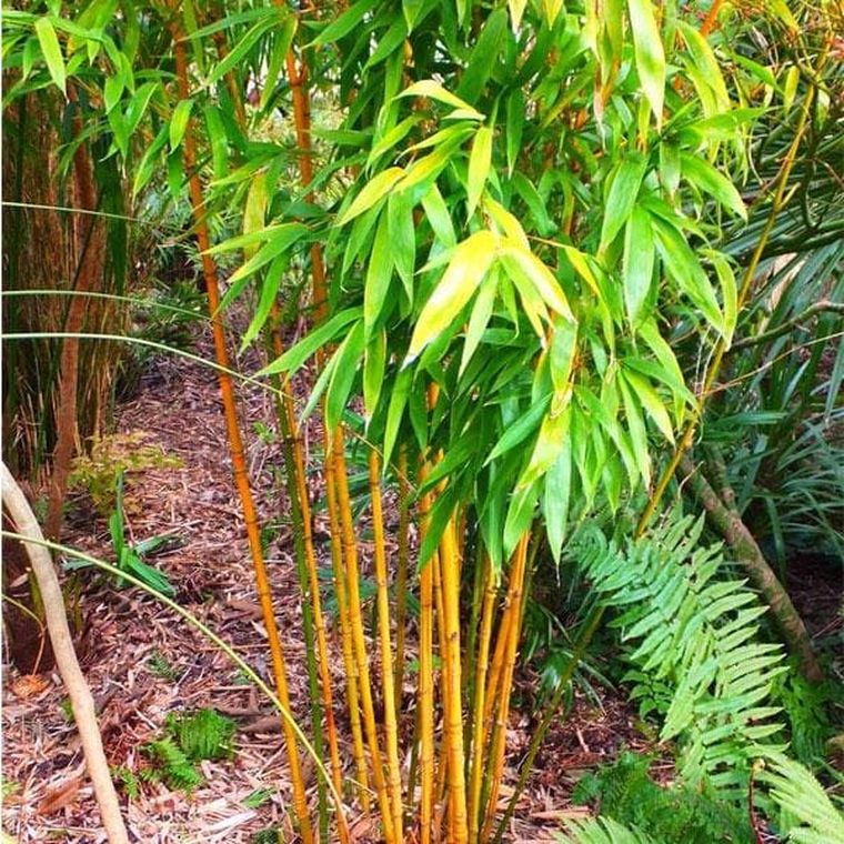 bambou au jardin