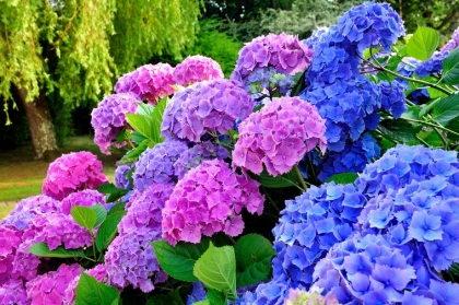 beaux hortensias fleurs magnifiques