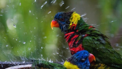 comment attirer les oiseaux dans son jardin