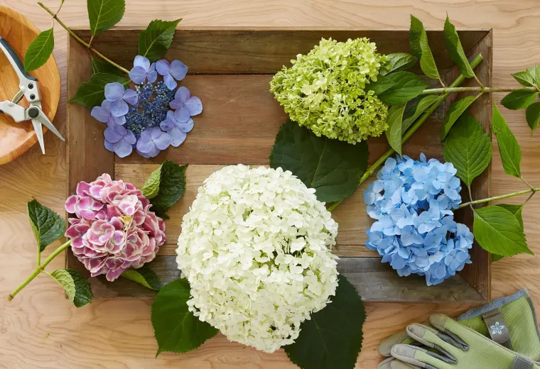 comment couper les hortensias