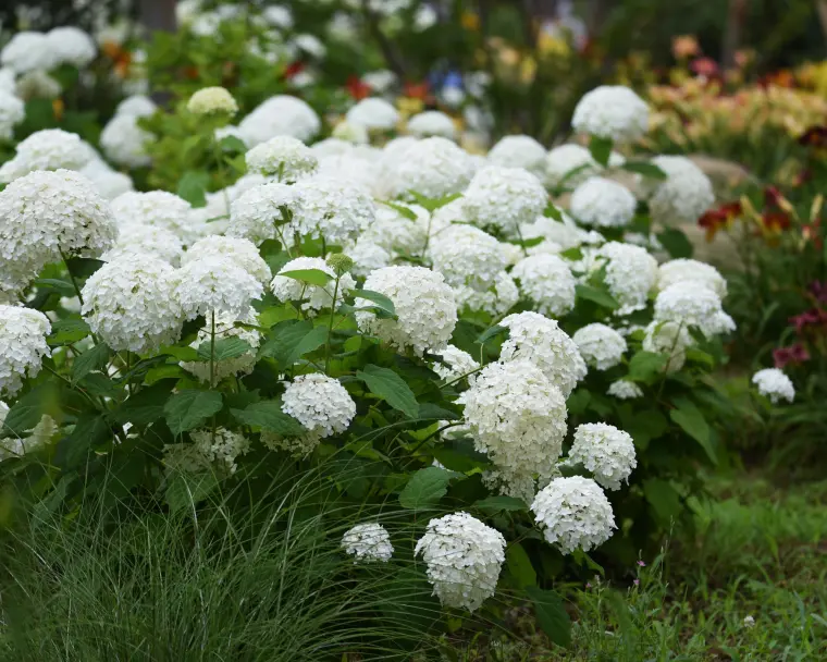 comment couper les hortensias astuces