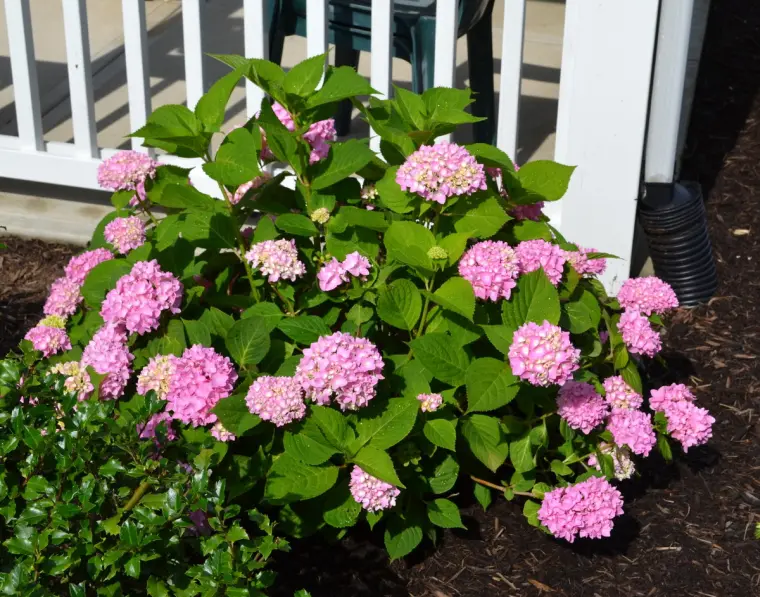 comment couper les hortensias en automne