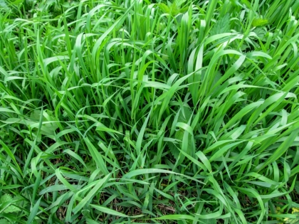 comment se débarrasser du chiendent au jardin naturellement bio