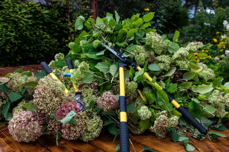 couper les hortensias en automne