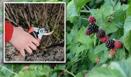 désherbant ronce moyen naturel remède