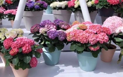 entretien-hortensia pot apres floraison