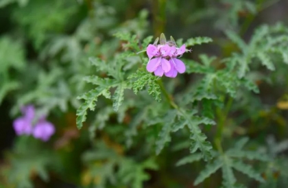 entretien plantes été canicule