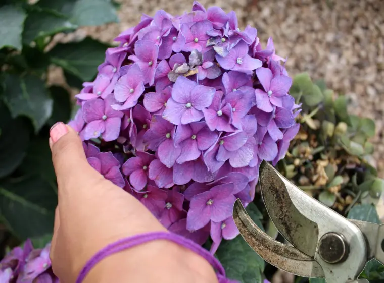 entretien plantes soin jardin
