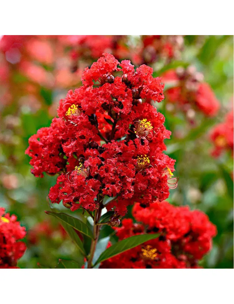 fleurs soin entretien jardin