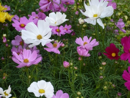 les cosmos fleurs jolies