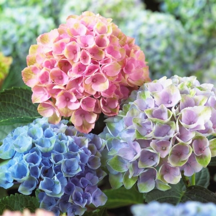 les hortensias