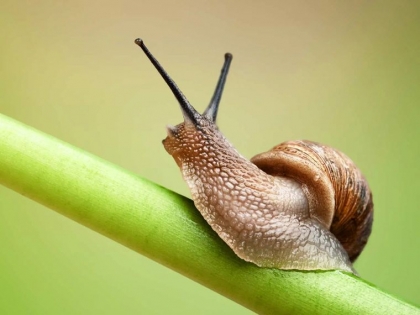 les limaces et les escargots