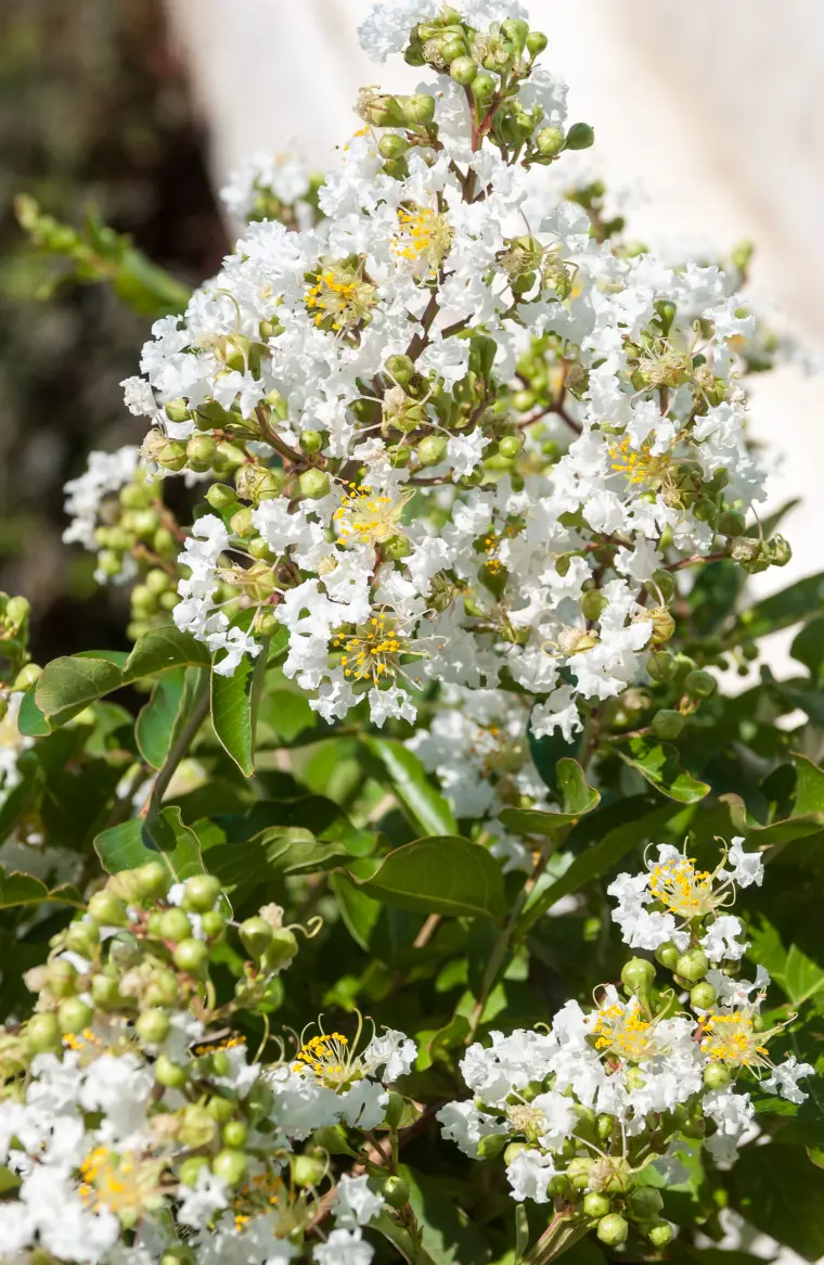 lilas des indes arbre